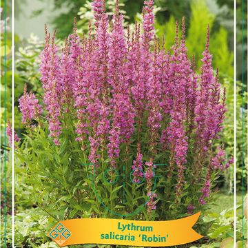 Lythrum salicaria 'Robin'