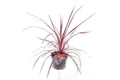 Cordyline FESTIVAL RASPBERRY