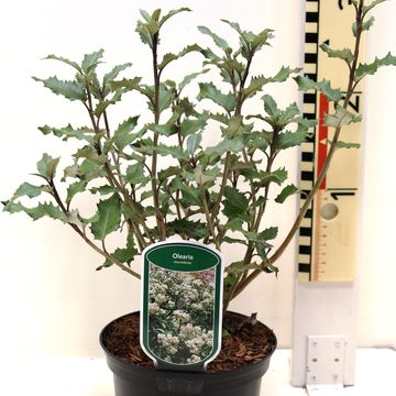 Olearia macrodonta