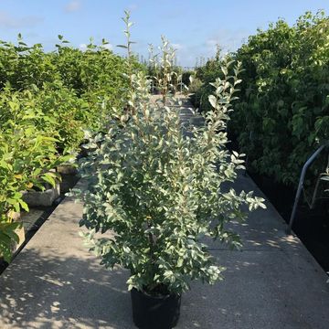Elaeagnus 'Quicksilver'