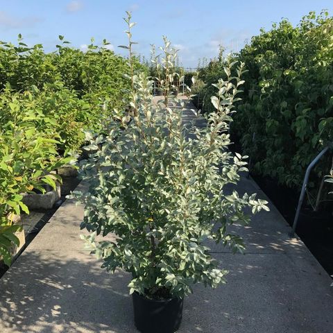Elaeagnus 'Quicksilver'