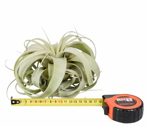 Tillandsia xerographica