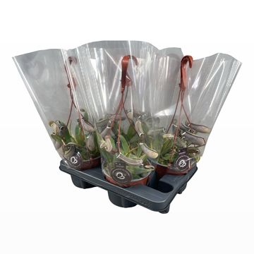 Nepenthes albomarginata