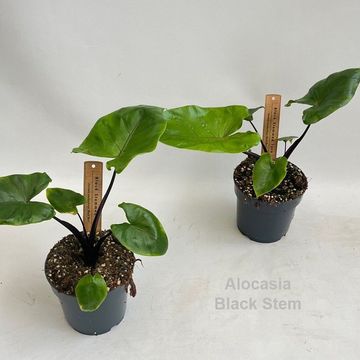 Alocasia macrorrhizos 'Black Stem'