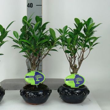 Ficus retusa