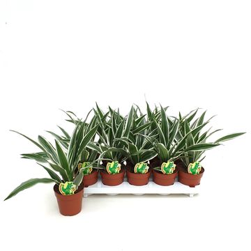 Dracaena fragrans 'White Stripe'