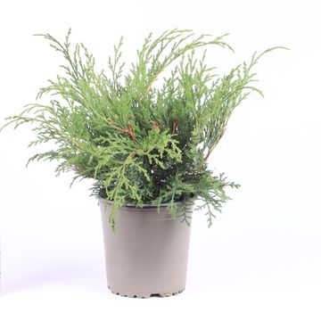 Microbiota decussata