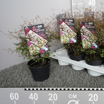 Muehlenbeckia complexa 'Zick Zack'