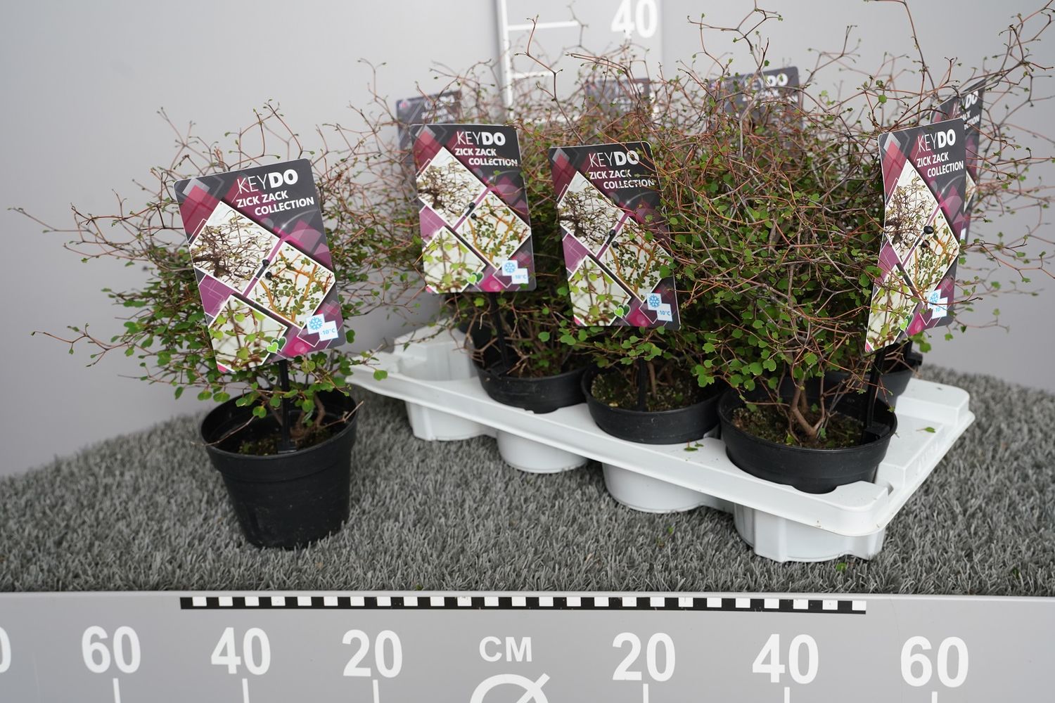 Muehlenbeckia complexa 'Zick Zack' — Plant Wholesale FlorAccess