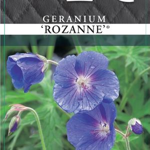 Geranium ROZANNE (Cammeraat Potcultuur)