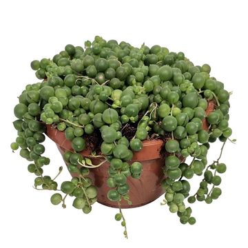 Senecio rowleyanus