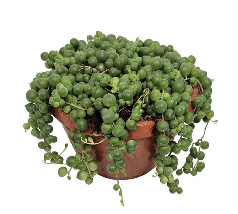 Senecio rowleyanus
