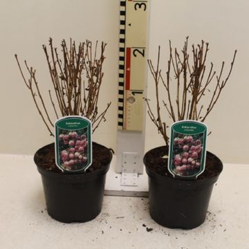 Enkianthus campanulatus