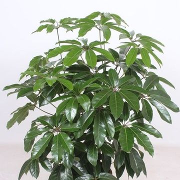 Schefflera actinophylla 'Amate'