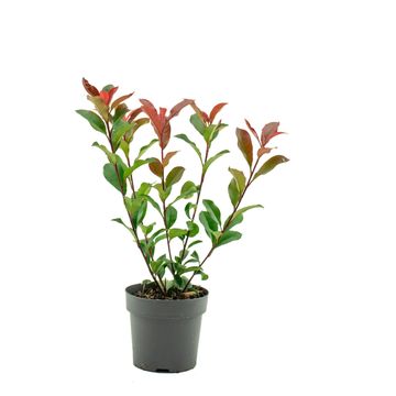 Photinia x fraseri CARRÉ ROUGE