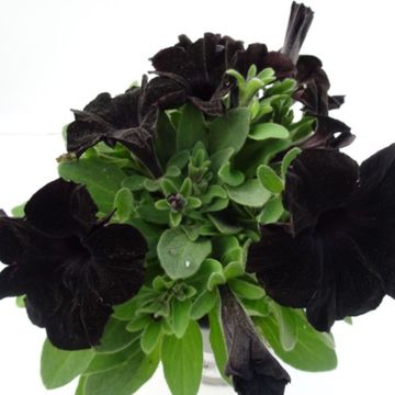 Petunia SWEETUNIA BLACK SATIN