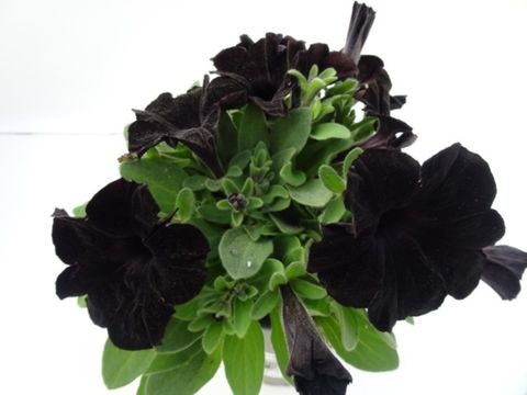 Petunia SWEETUNIA BLACK SATIN