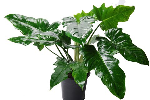Philodendron 'Camouflage'
