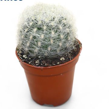 Neoporteria nidus senilis