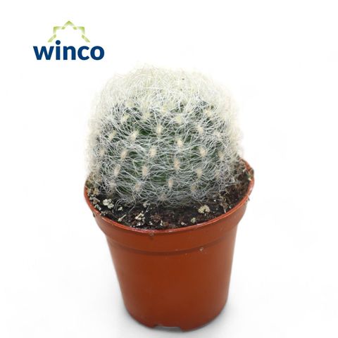 Neoporteria nidus senilis