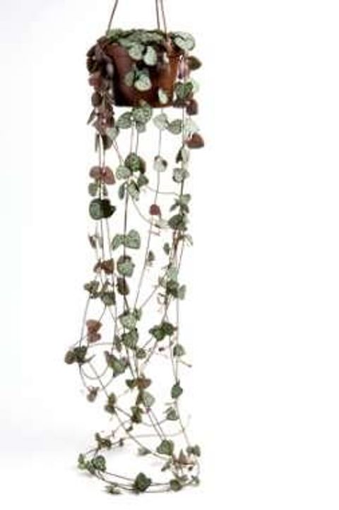 Ceropegia woodii