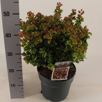 Leucothoe axillaris 'Curly Red'