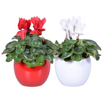 Cyclamen persicum SUPER SERIE S ALLURE MIX