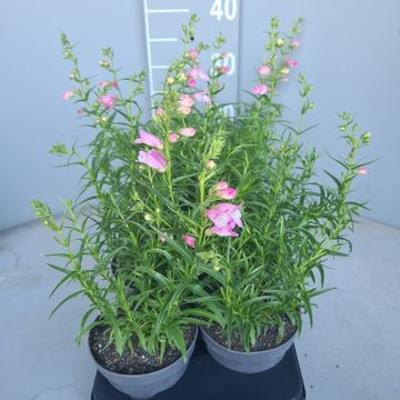 Penstemon 'Sunburst Pink'