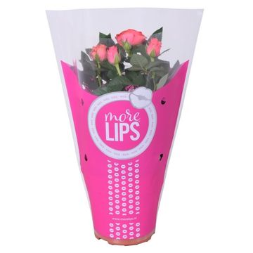 Роза FAVOURITE ROSES PINK