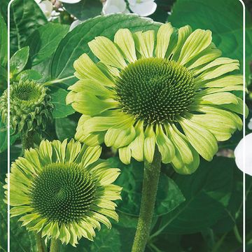 Echinacea purpurea MIX