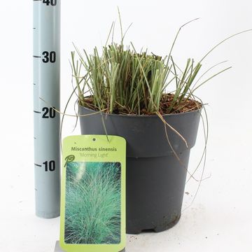 Miscanthus sinensis 'Morning Light'