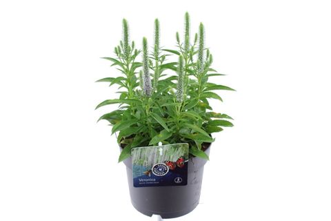 Veronica spicata SNOW CANDLES