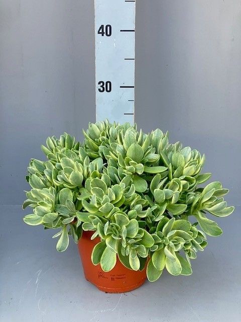 Crassula swaziensis 'Variegata'