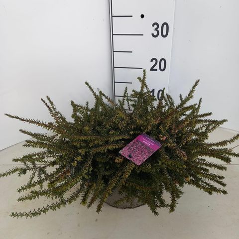 Erica x darleyensis 'Kramer's Rote'