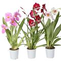 Miltonia MIX