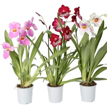 Miltonia MIX