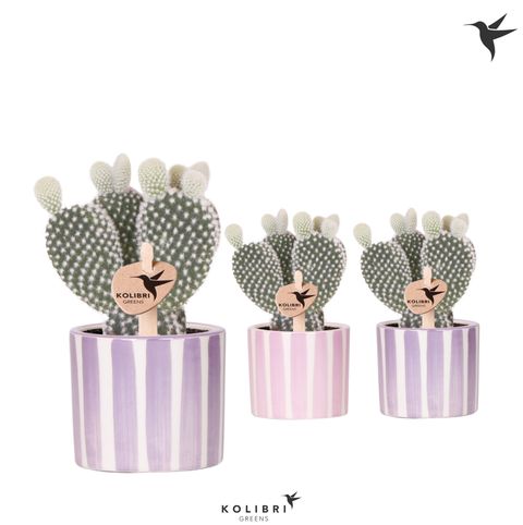 Opuntia microdasys 'Albispina'