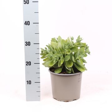 Sedum 'Herbstfreude'