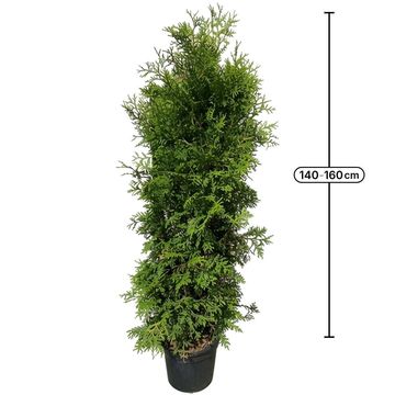 Thuja occidentalis 'Brabant'