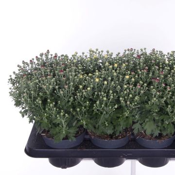 Chrysanthemum GARDEN MUMS MIX