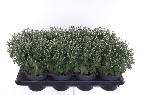 Chrysanthemum GARDEN MUMS MIX