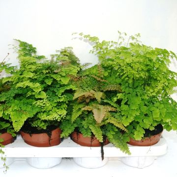 Adiantum MIX