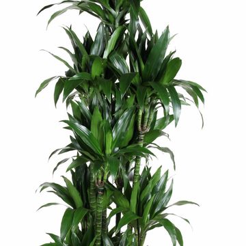 Dracaena fragrans 'Джанет Крейг'