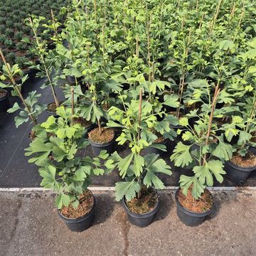 Ginkgo biloba