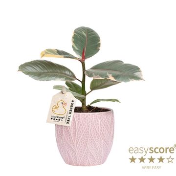 Ficus elastica 'Ruby'