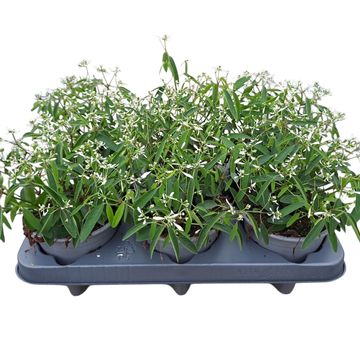 Euphorbia hypericifolia 'Silverfog'