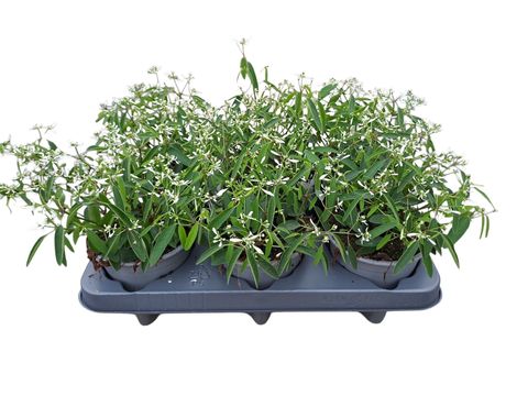 Euphorbia hypericifolia 'Silverfog'