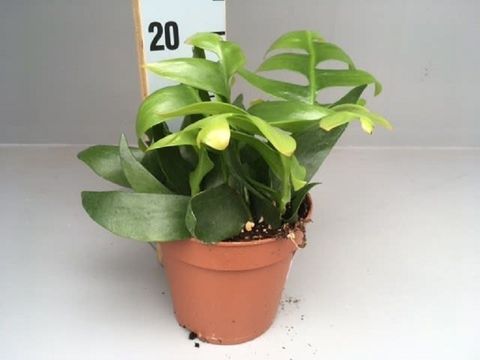 Epiphyllum chrysocardium