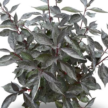 Cornus alba NIGHTFALL