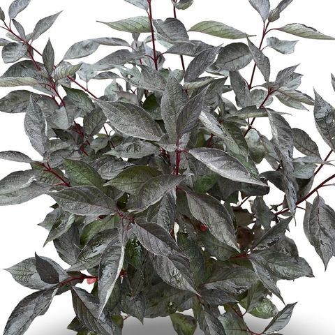 Cornus alba NIGHTFALL